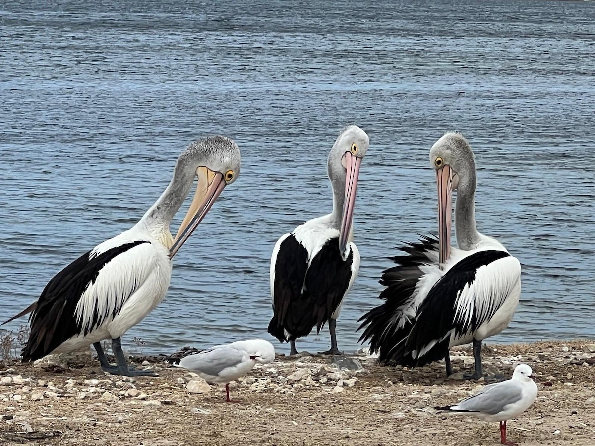 Australian Pelican - ML634261626