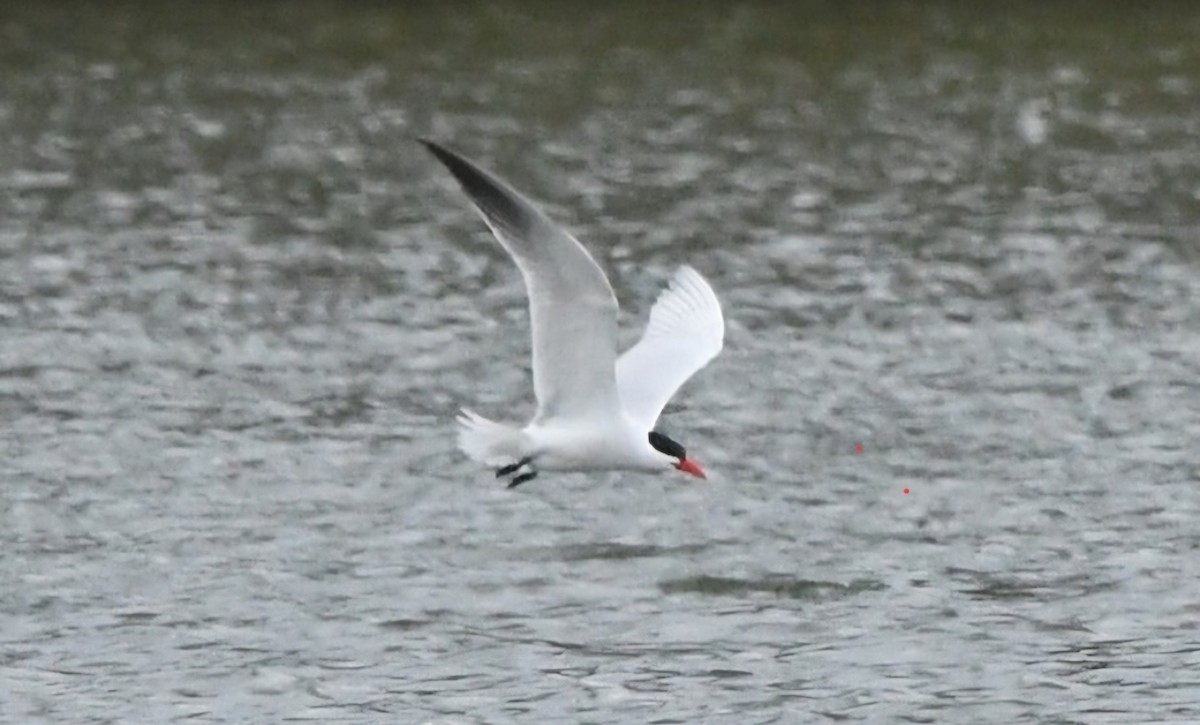 オニアジサシ - ML634261643