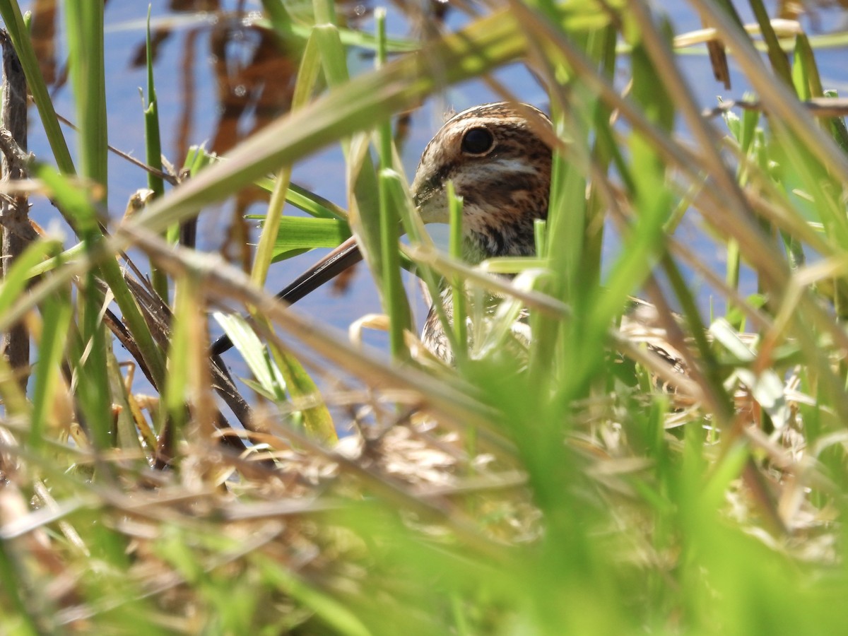 Wilson's Snipe - ML634261644
