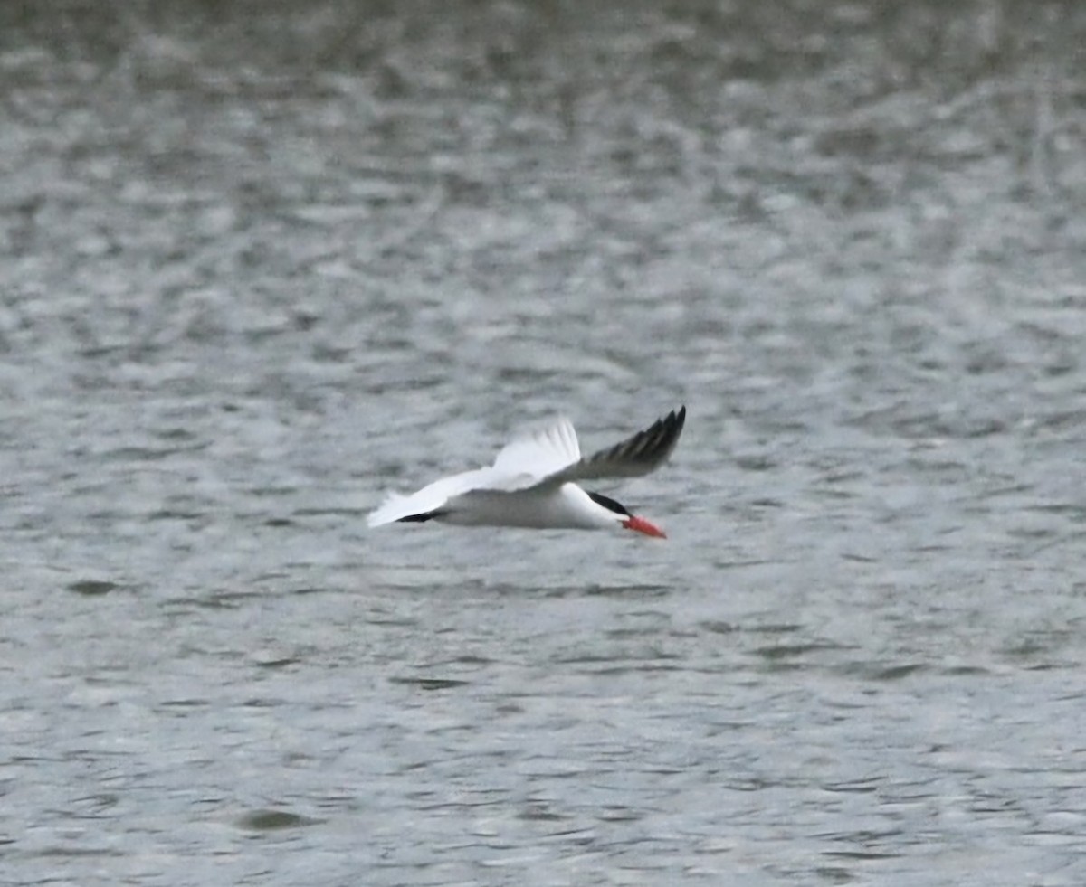 オニアジサシ - ML634261647