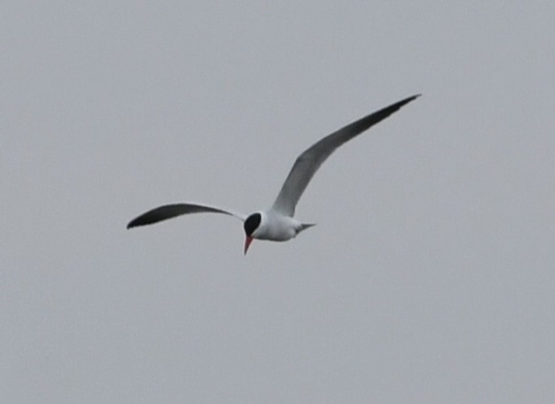 オニアジサシ - ML634261653