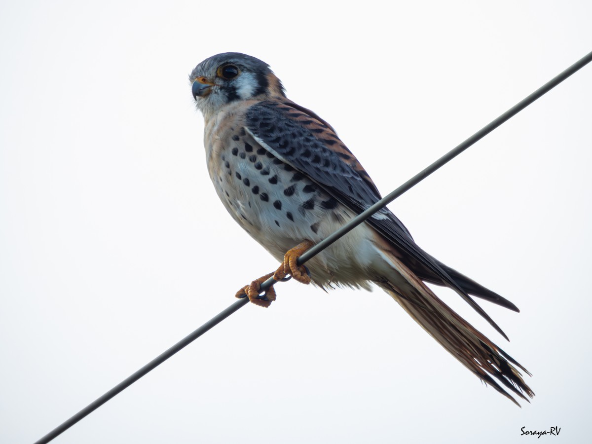 American Kestrel - ML634261665