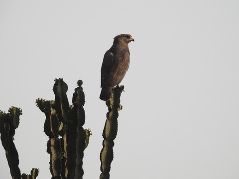 Western Banded Snake-Eagle - ML634261692