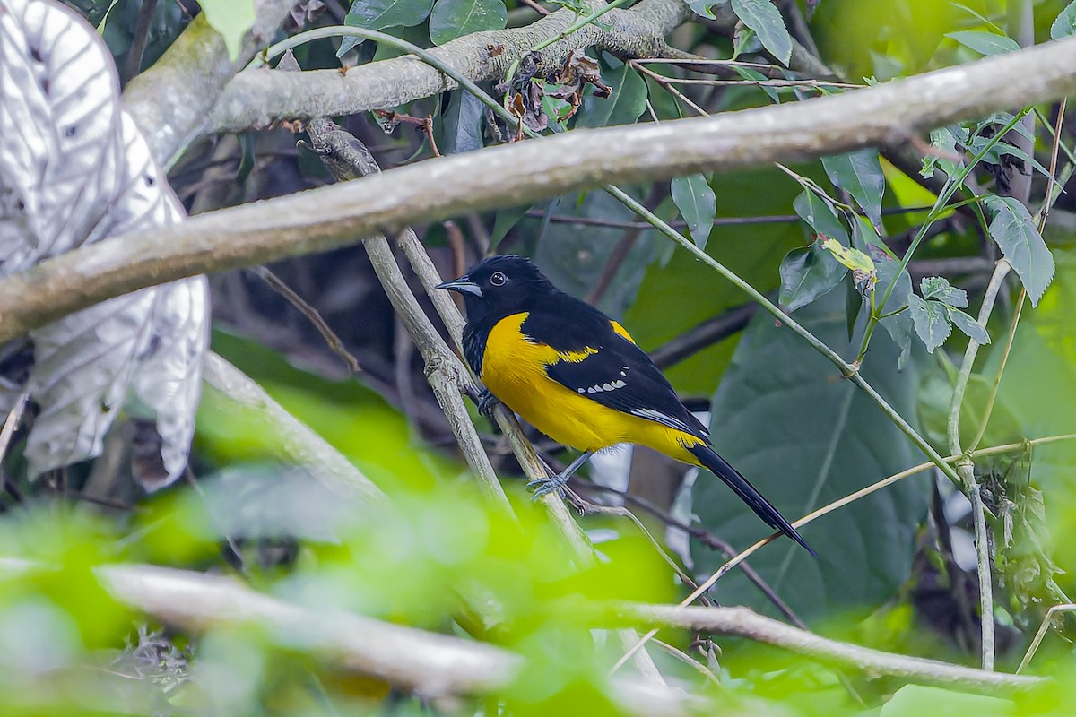 Bar-winged Oriole - ML634261705
