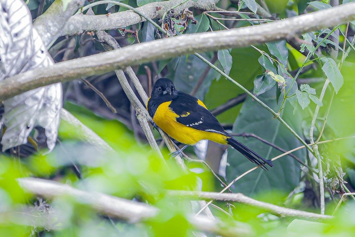 Bar-winged Oriole - ML634261720