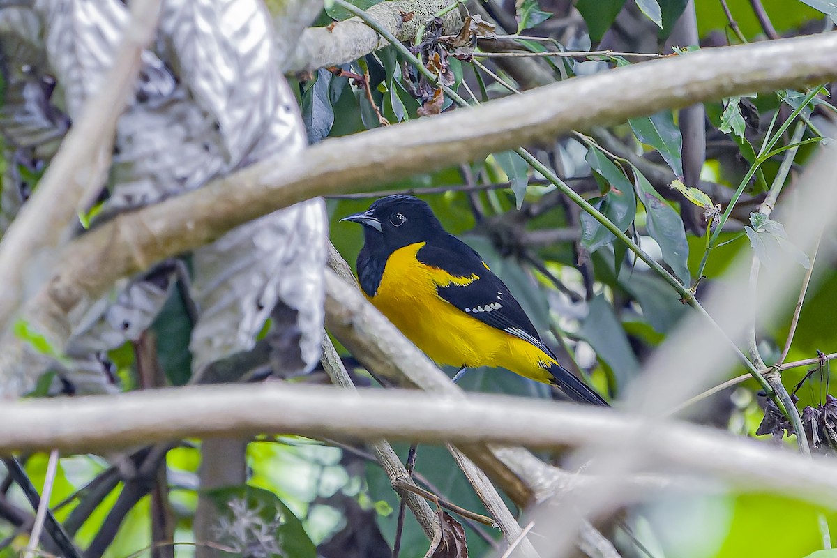 Bar-winged Oriole - ML634261721