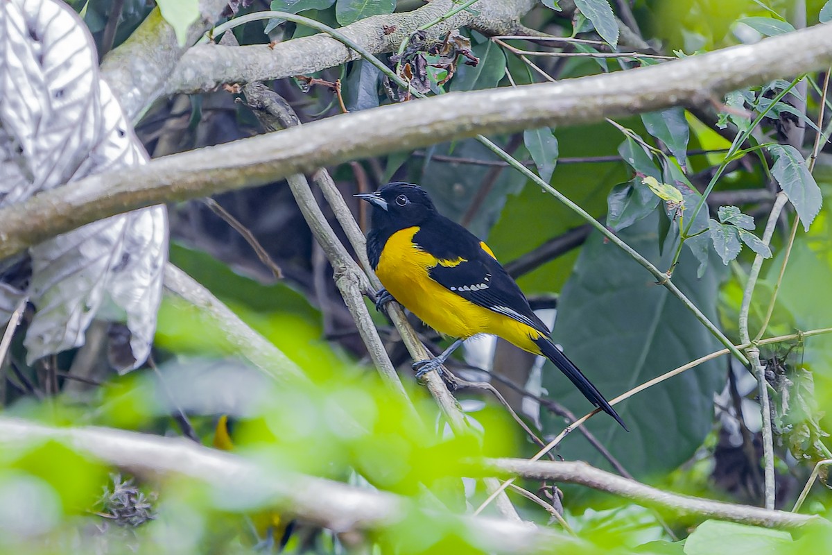 Bar-winged Oriole - ML634261722