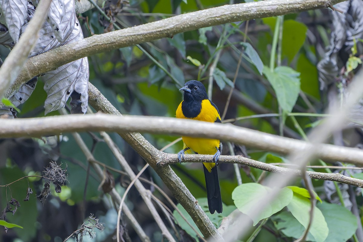 Bar-winged Oriole - ML634261723