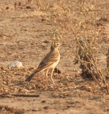 Plain-backed Pipit - ML634261725