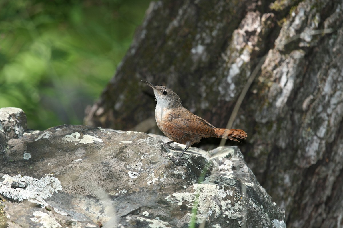 Canyon Wren - ML634261744