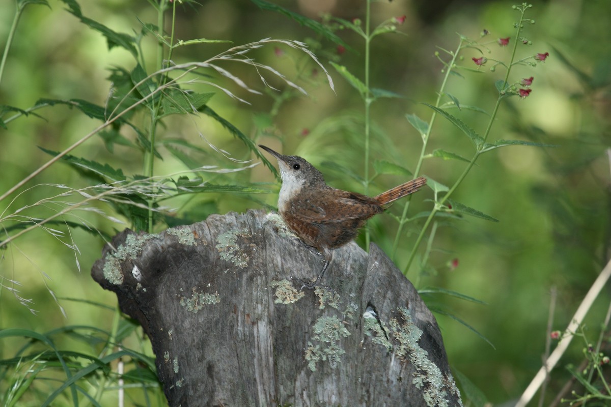 Canyon Wren - ML634261745