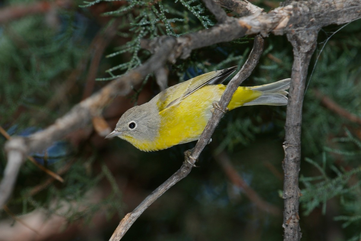 Nashville Warbler - ML634261755