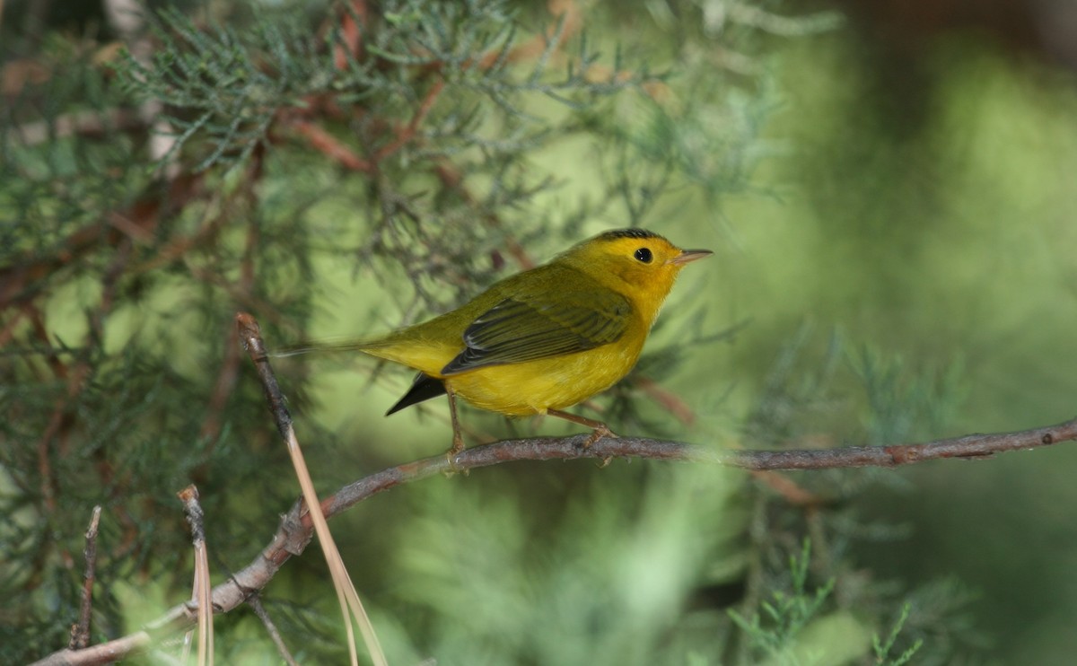 Wilson's Warbler - ML634261767