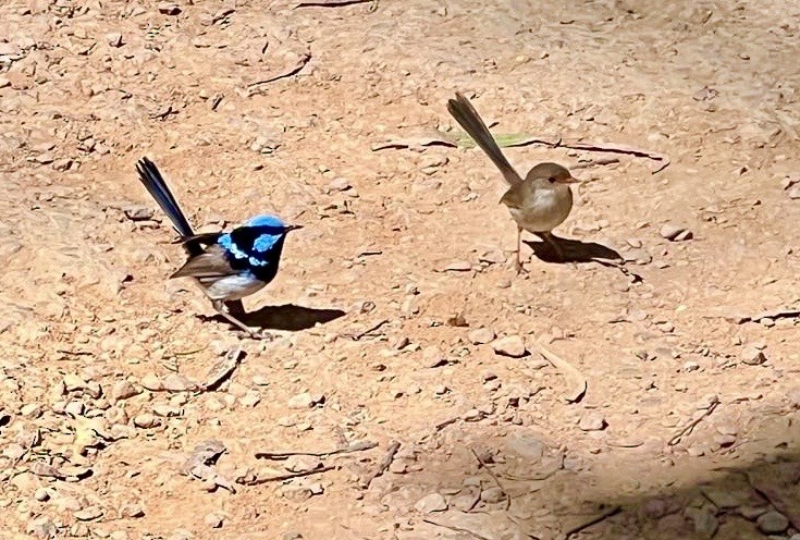 Superb Fairywren - ML634261869