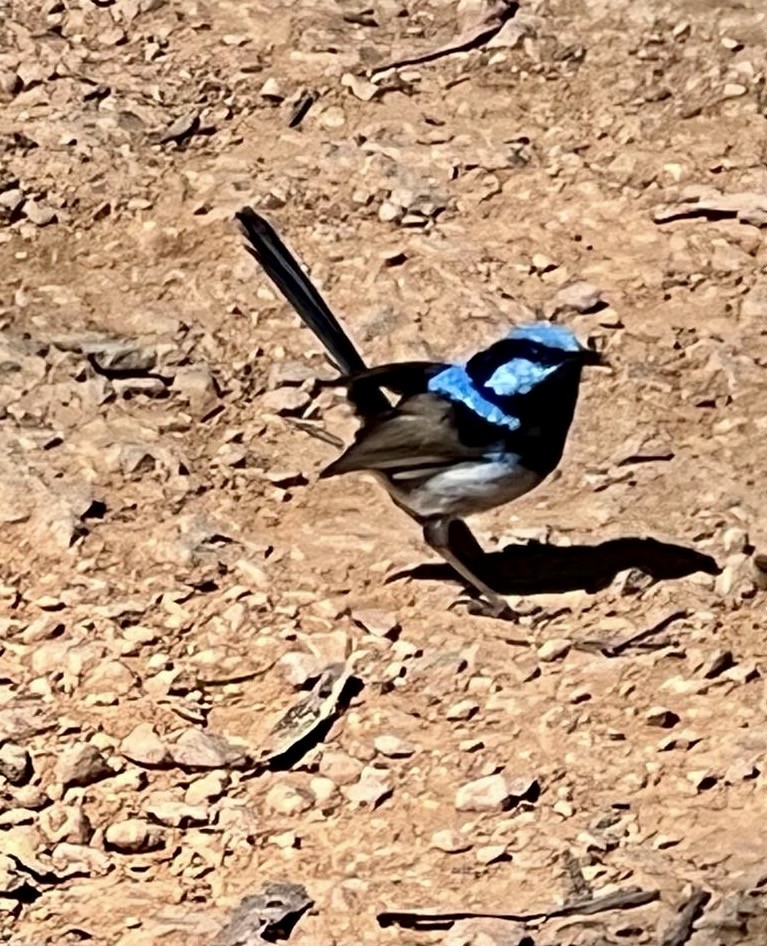 Superb Fairywren - ML634261870