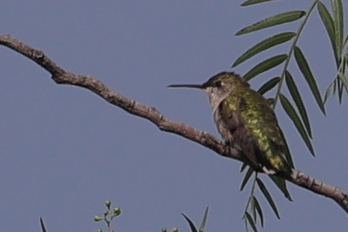 Ruby-throated Hummingbird - ML634261912