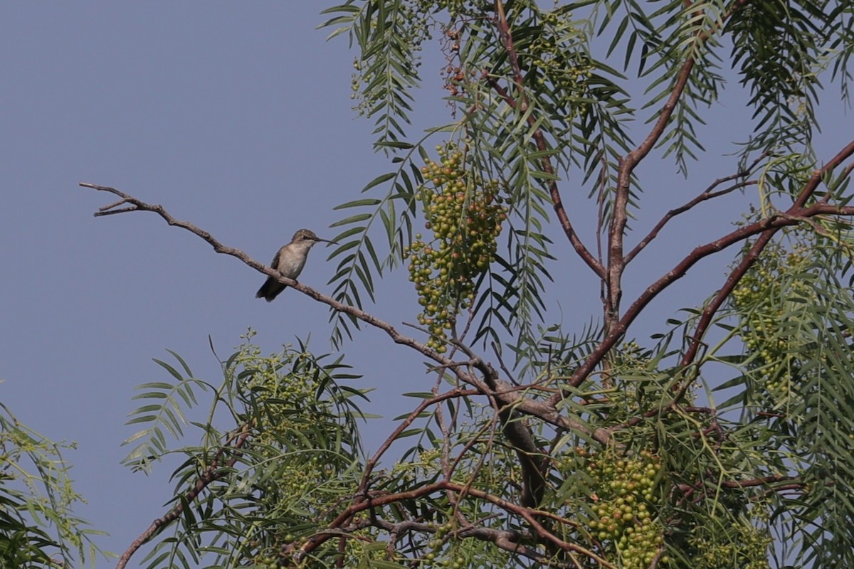 Ruby-throated Hummingbird - ML634261913