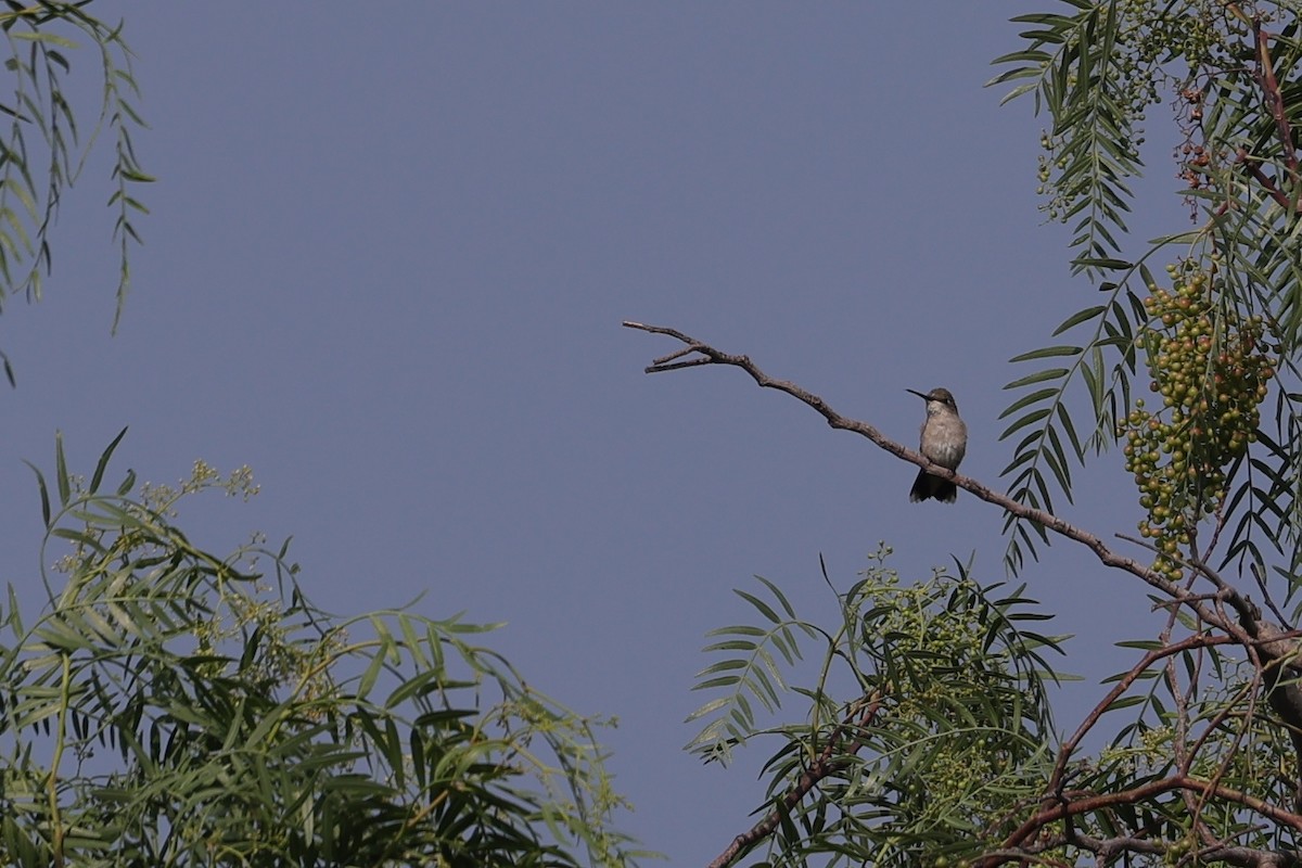 Ruby-throated Hummingbird - ML634261914