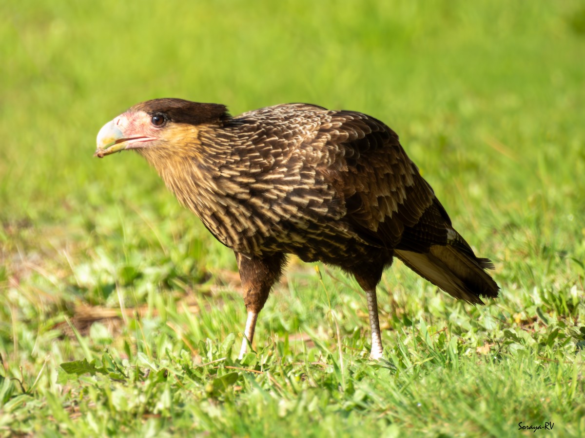 Crested Caracara - ML634261916