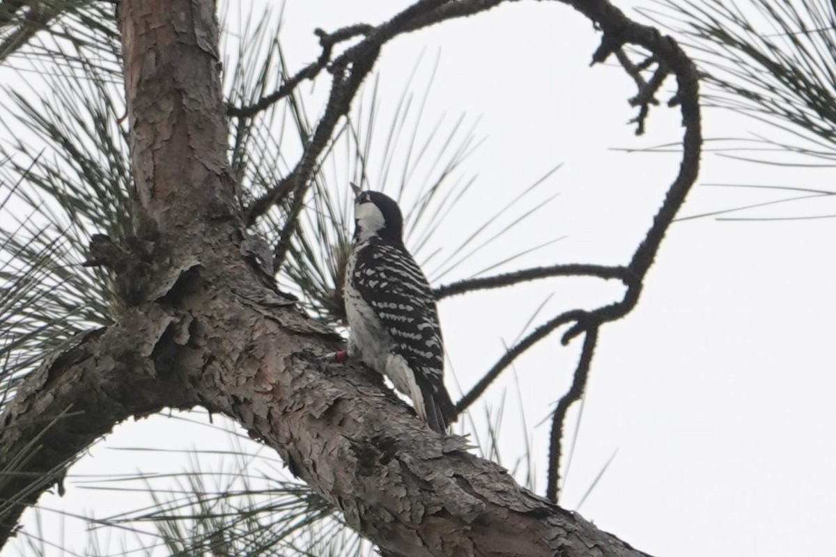 Red-cockaded Woodpecker - ML634262127