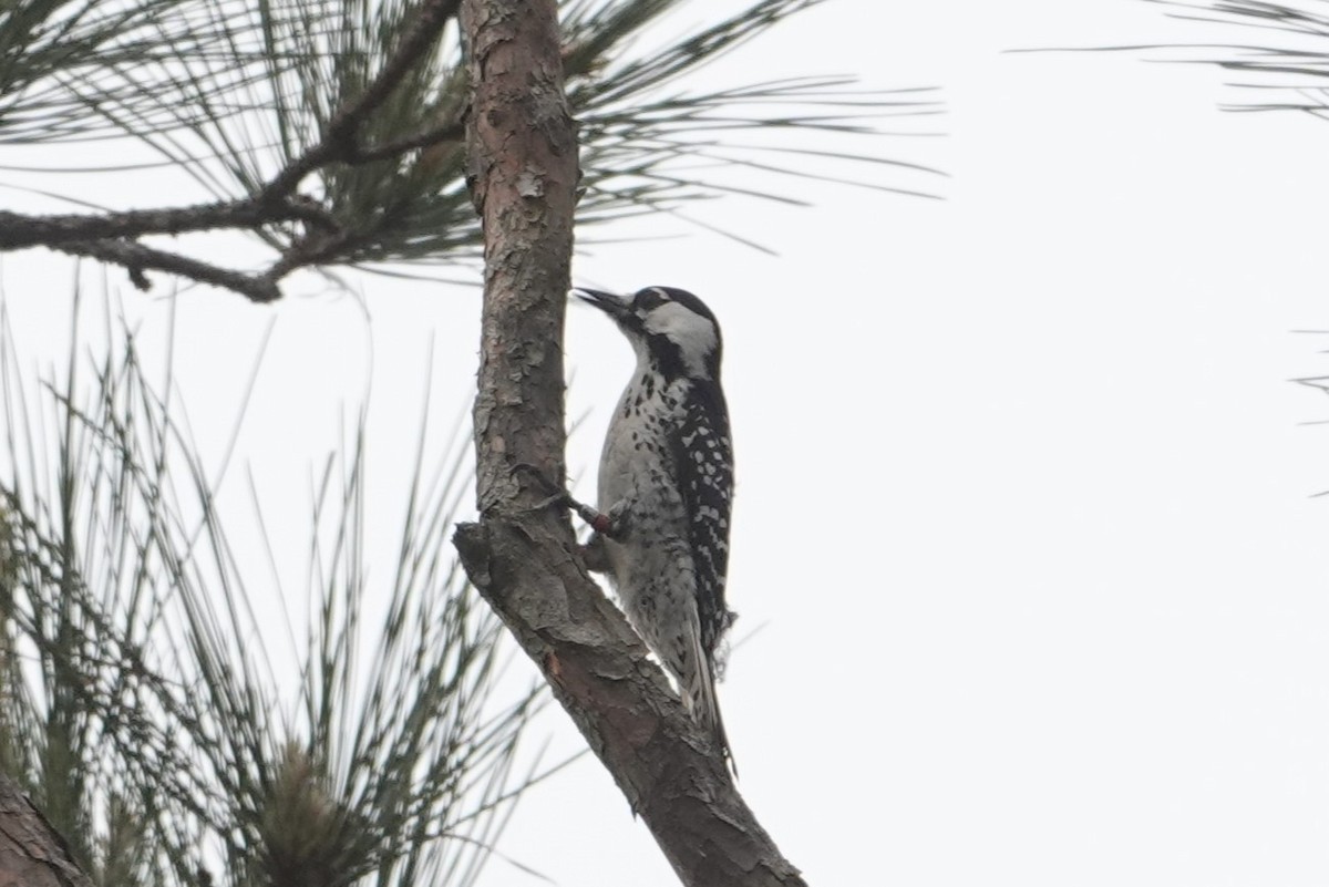 Red-cockaded Woodpecker - ML634262128