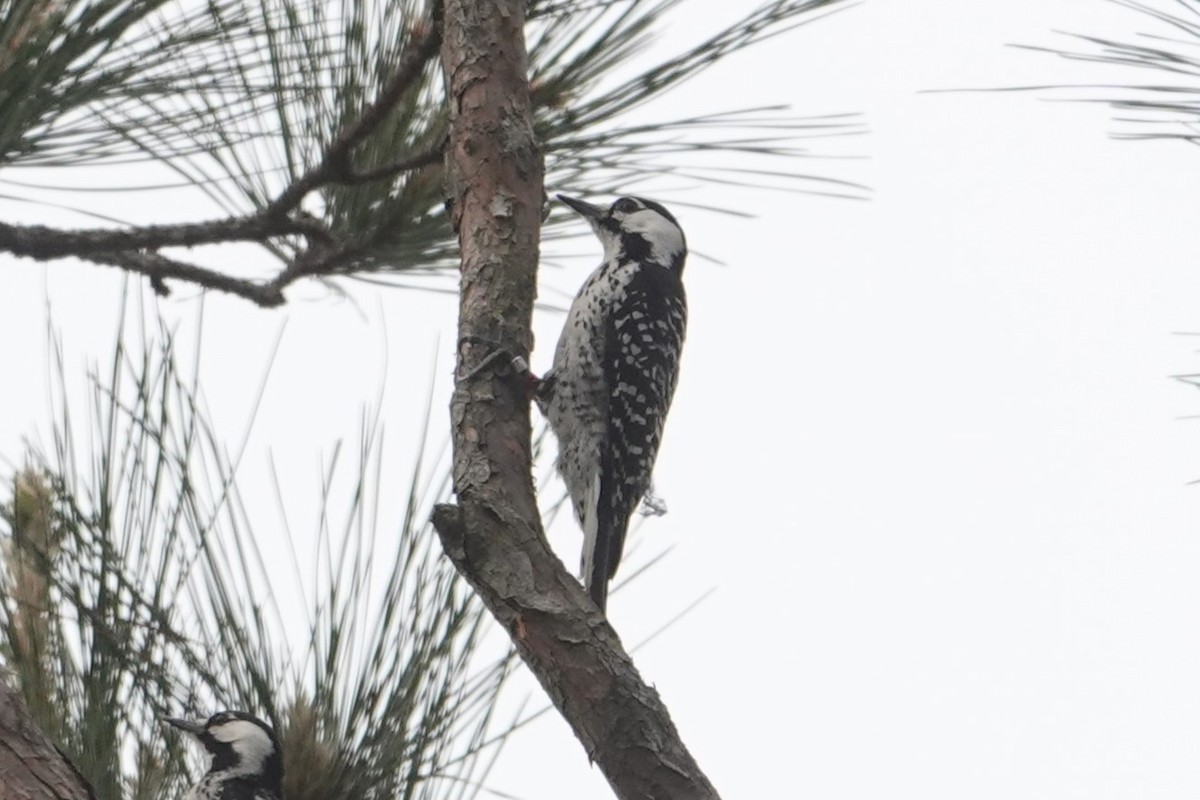 Red-cockaded Woodpecker - ML634262129