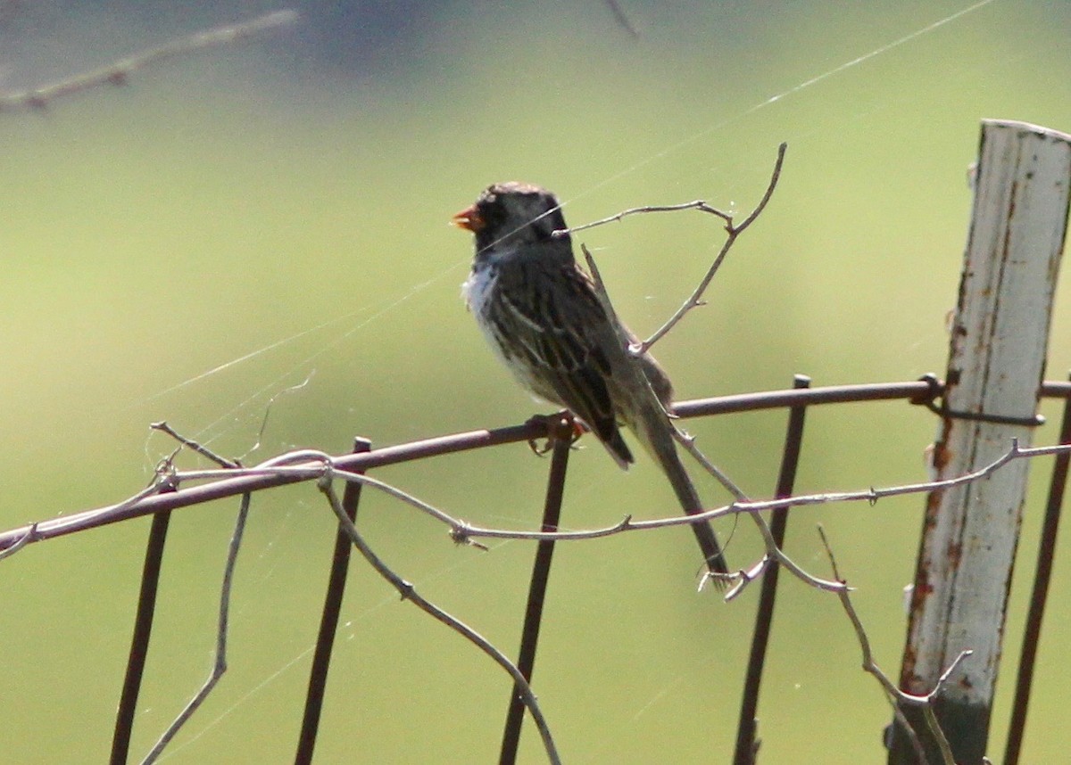 Harris's Sparrow - ML634262276