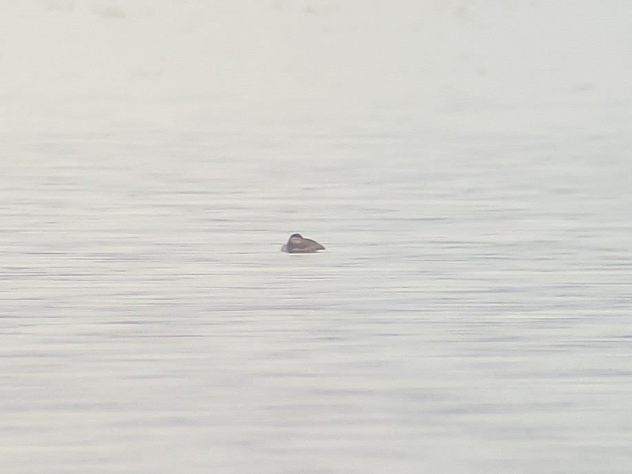 Ruddy Duck - ML634262285