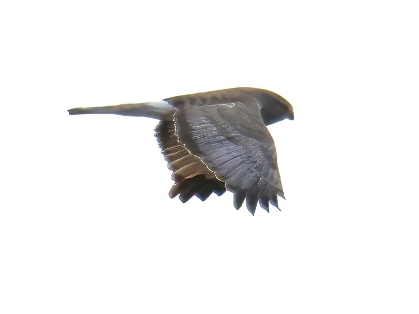 זרון אמריקני - ML634262322
