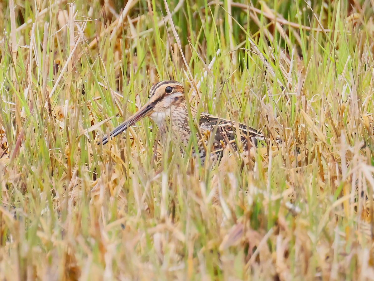 Wilson's Snipe - ML634262593
