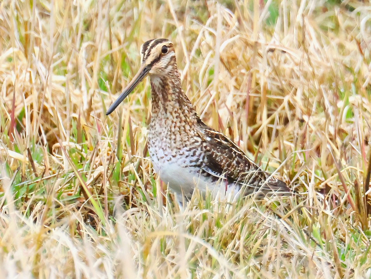 Wilson's Snipe - ML634262594