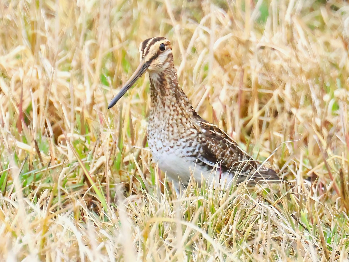 Wilson's Snipe - ML634262596