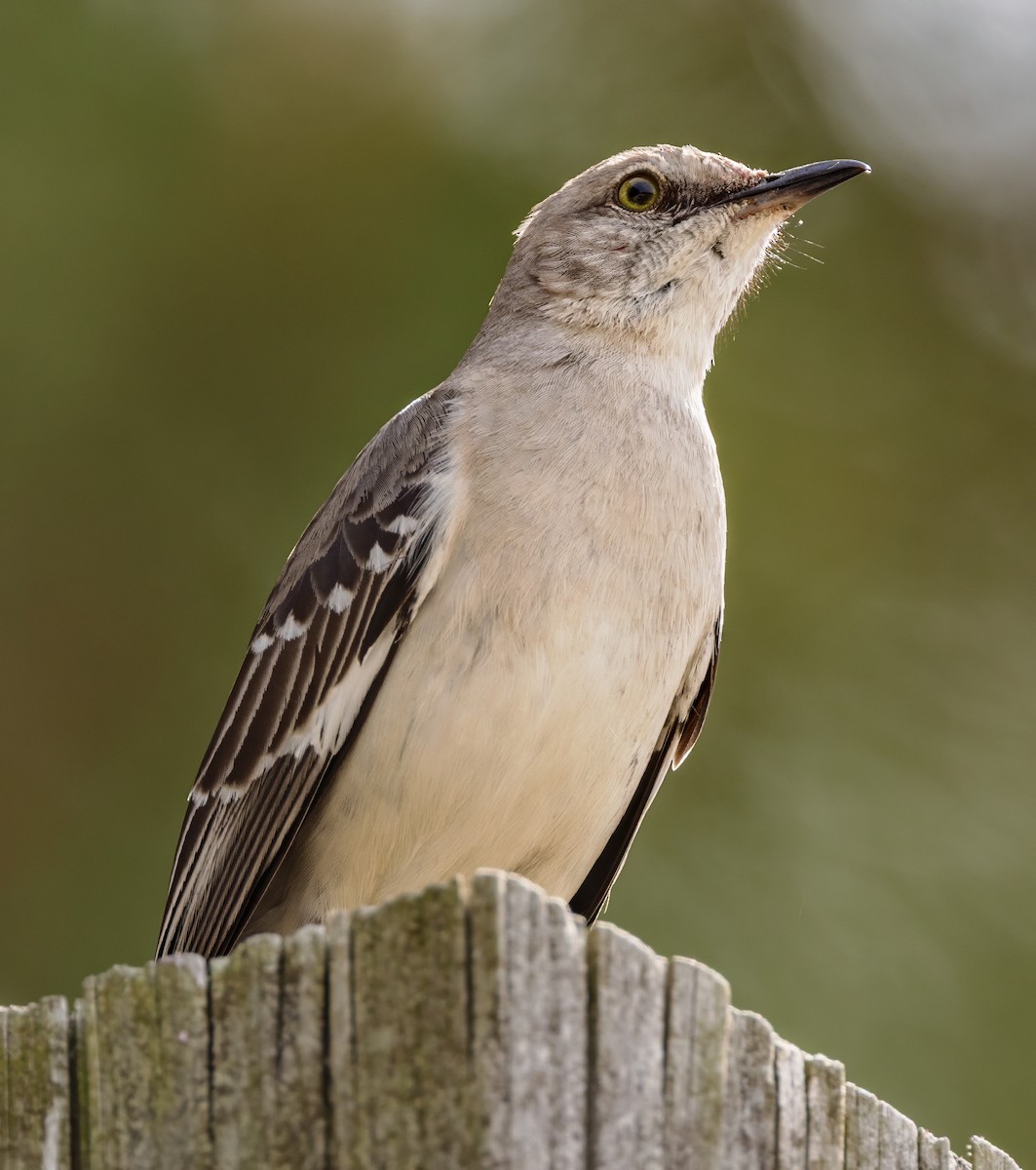 Northern Mockingbird - ML634262633
