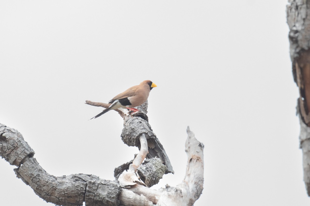 Masked Finch - ML634262665