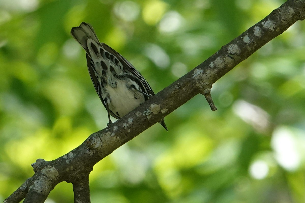 Black-and-white Warbler - ML634262670