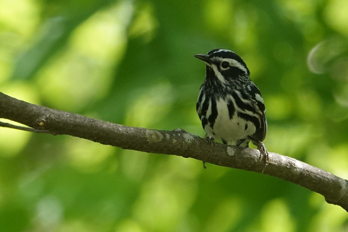 Black-and-white Warbler - ML634262677
