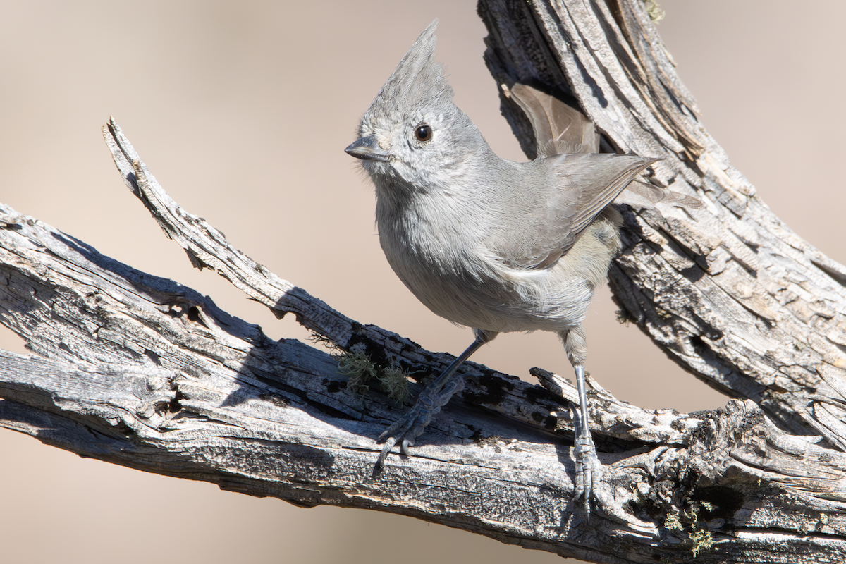 Juniper Titmouse - ML634262684