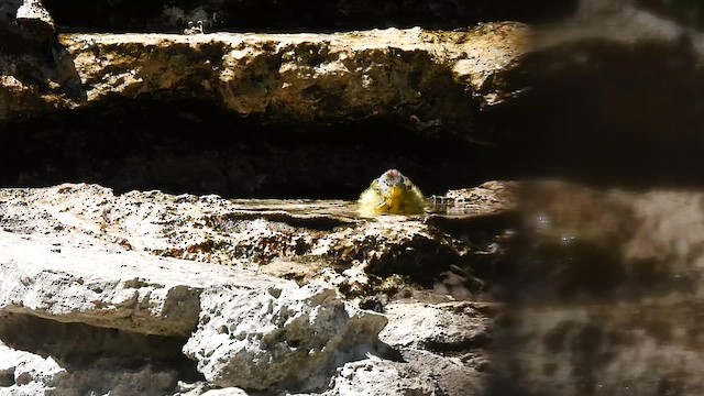 Nashville Warbler - ML634262711