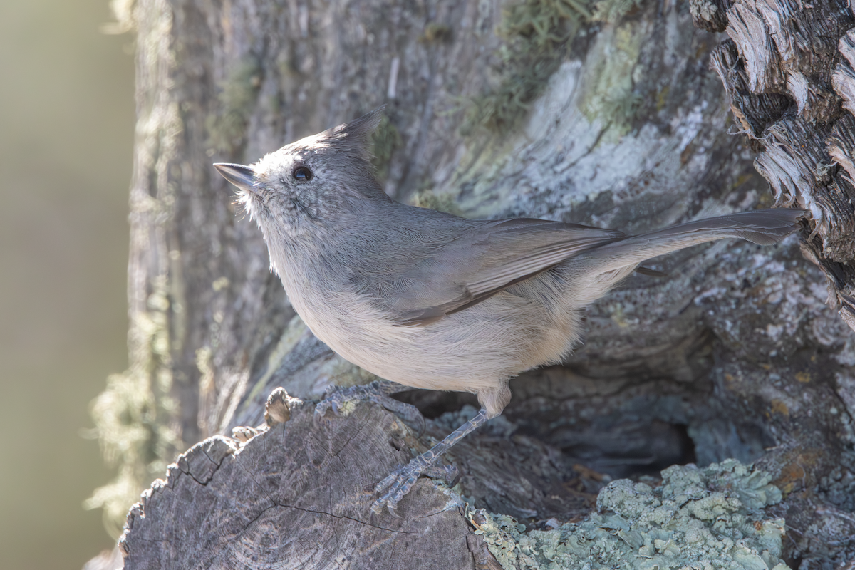 Juniper Titmouse - ML634262714