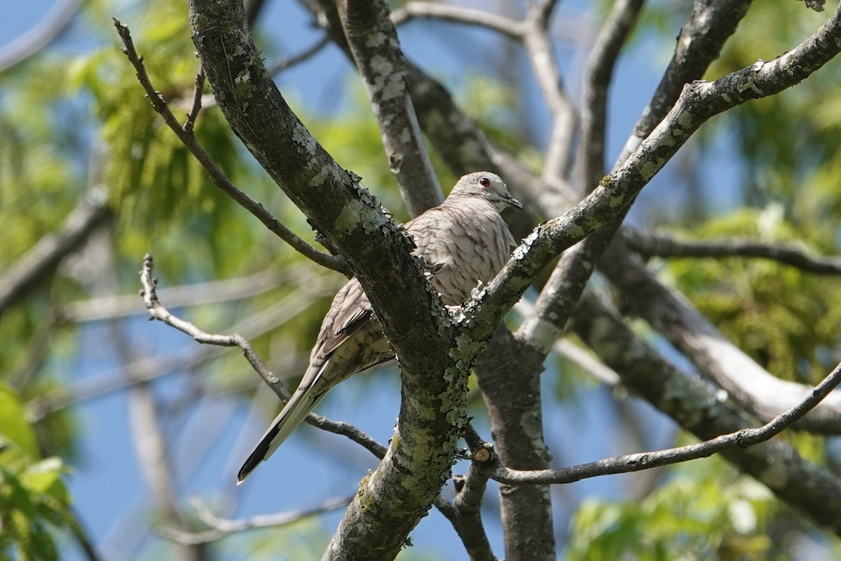 Inca Dove - ML634262832