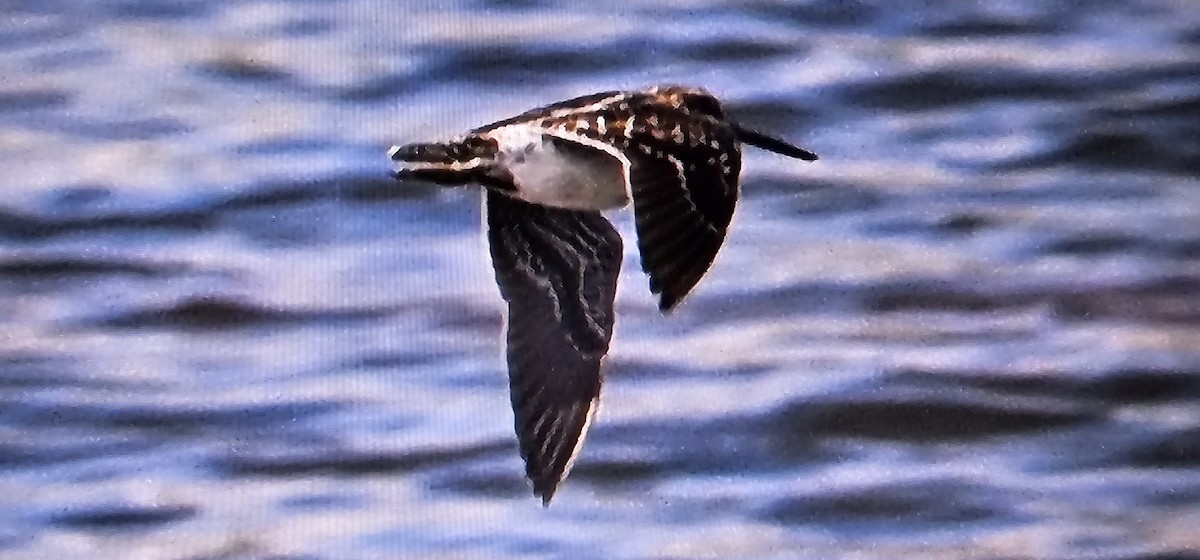 Wilson's Snipe - ML634262937