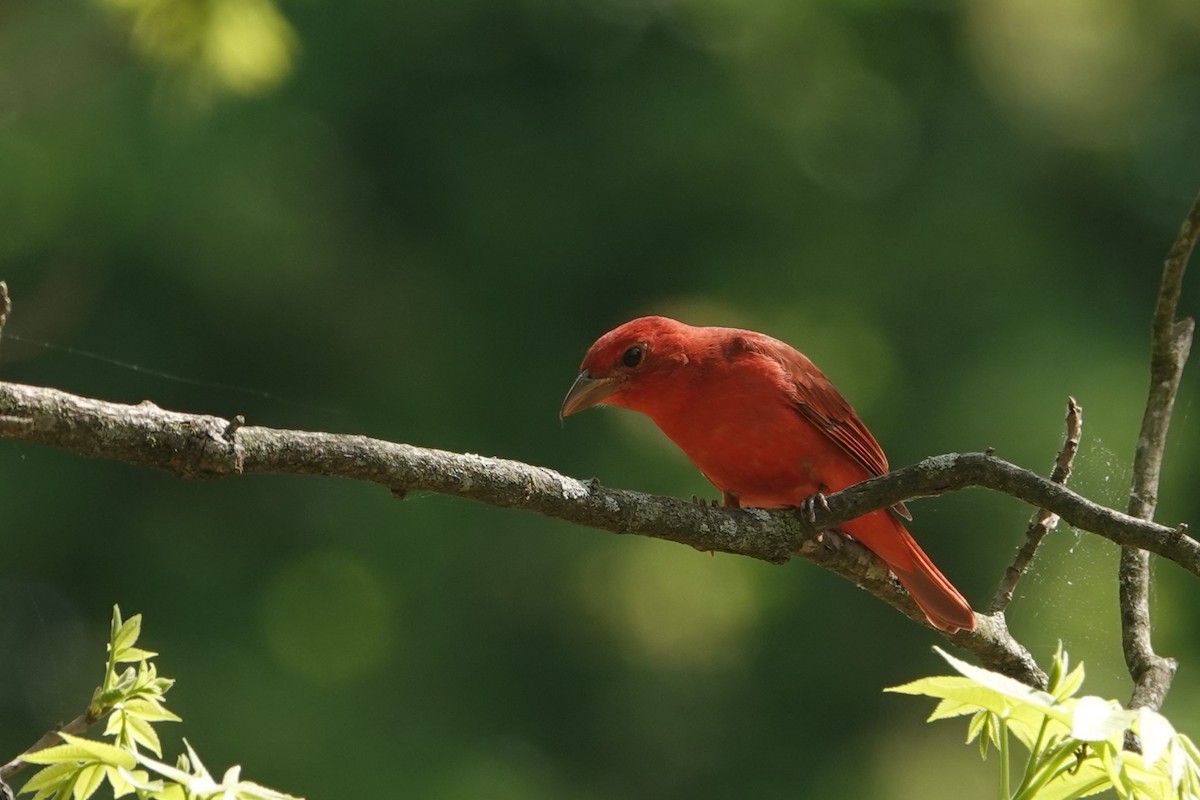 Summer Tanager - ML634262939