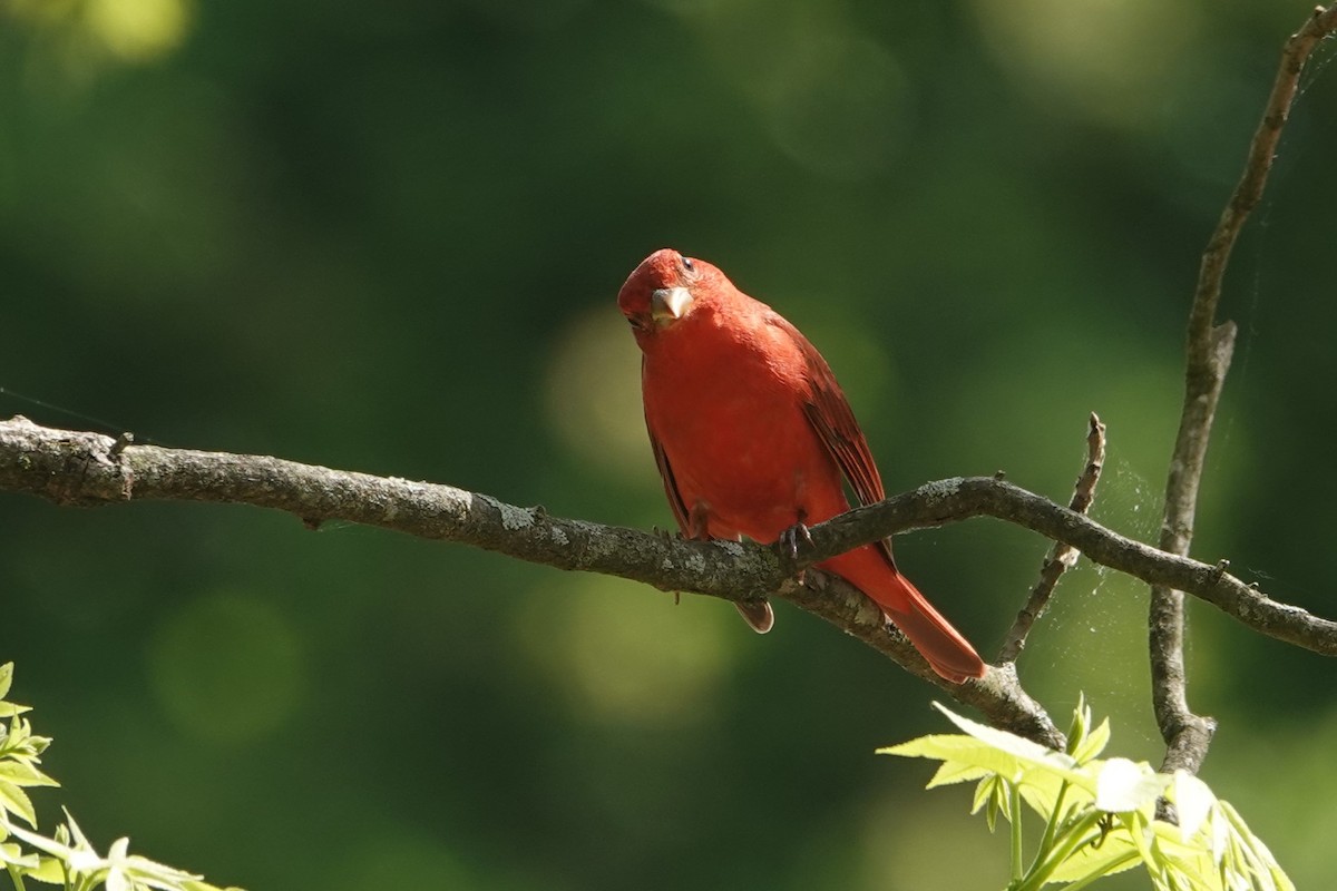 Summer Tanager - ML634262941