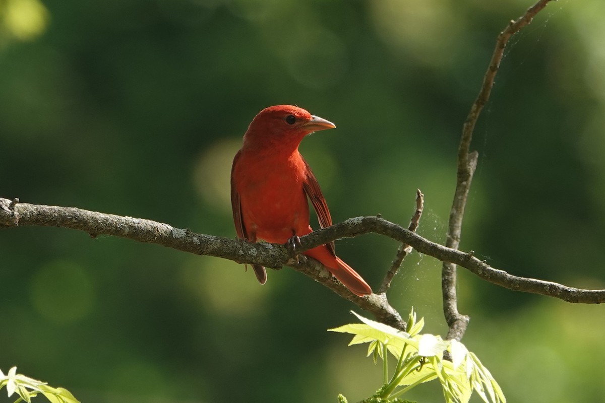 Summer Tanager - ML634262942
