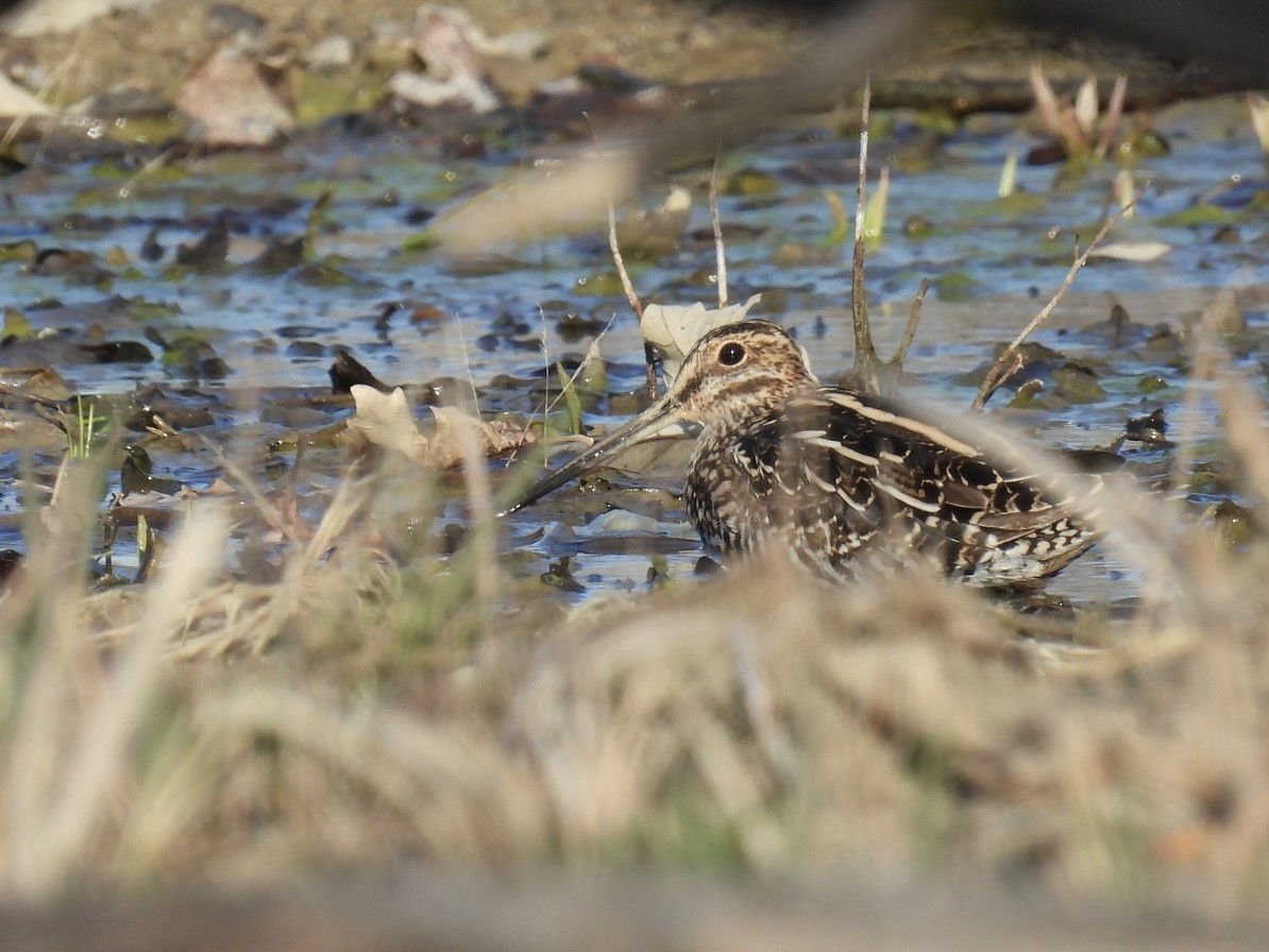 Wilson's Snipe - ML634262998
