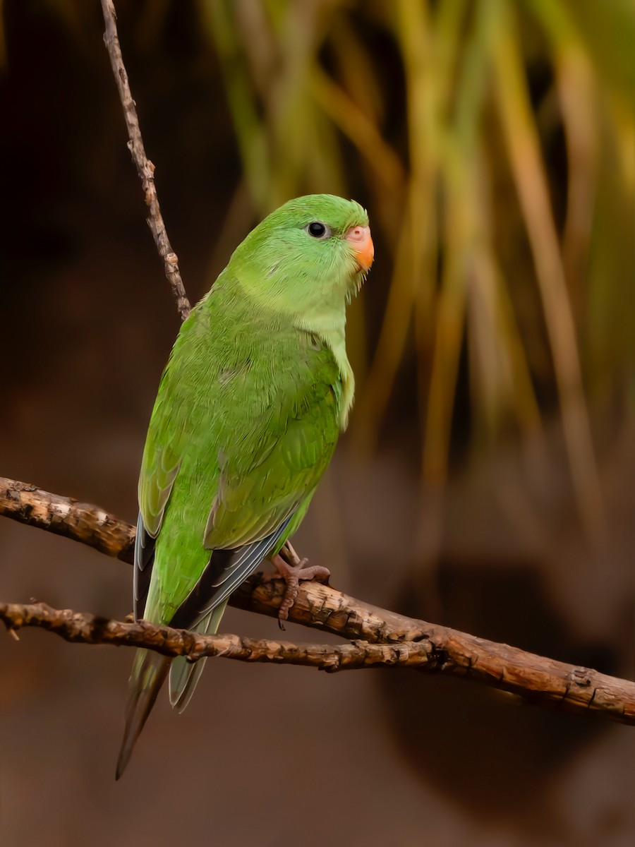 Mountain Parakeet - ML634263008