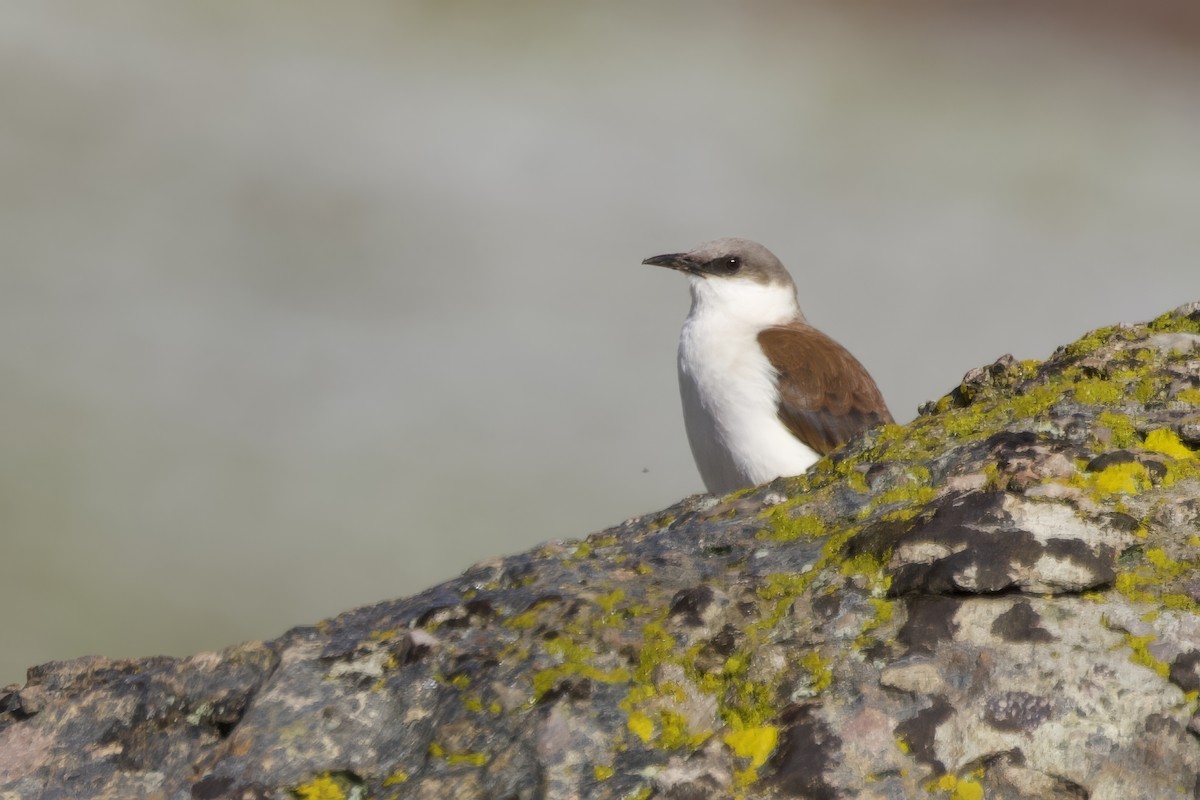 White-bellied Cinclodes - Anne Bielamowicz