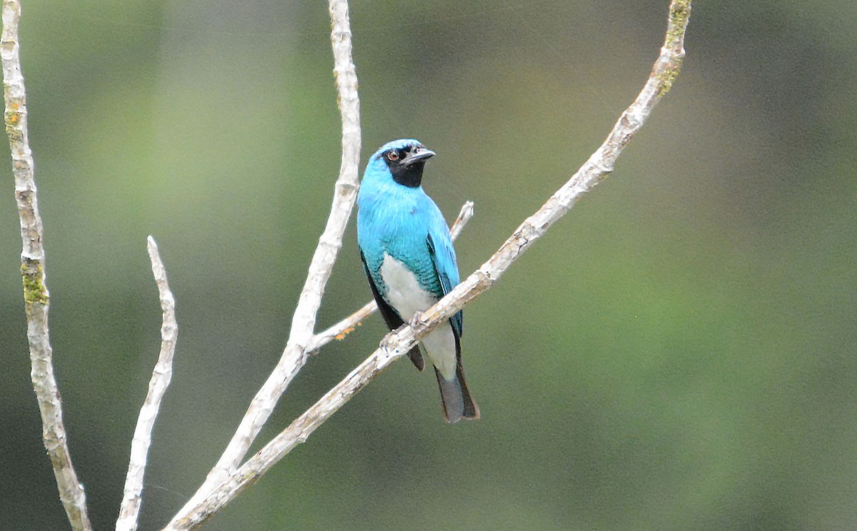 Swallow Tanager - ML634263055