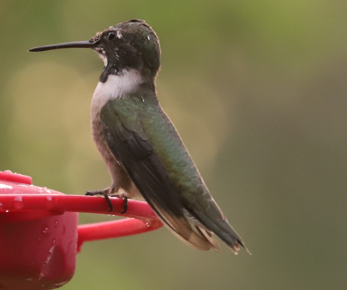 Black-chinned Hummingbird - ML634263074