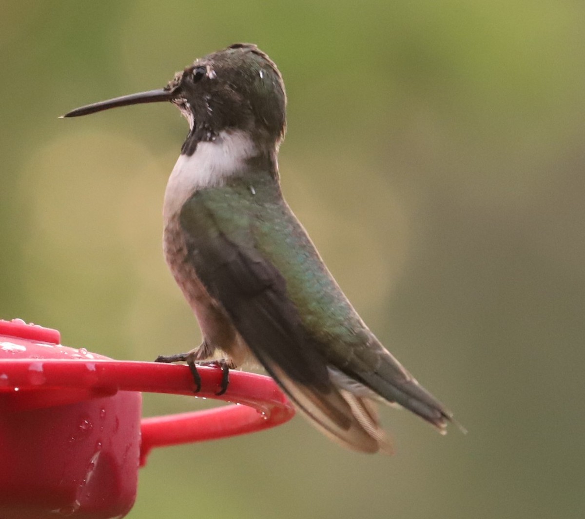Black-chinned Hummingbird - ML634263086